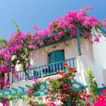 Quelles fleurs aiment le plein soleil ?