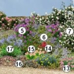 Quelles fleurs dans le Sud ?