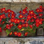 Quelles fleurs poussent en Martinique ?