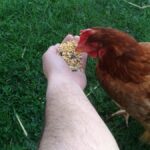 Quelles graines préfèrent les poules ?