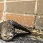 Quelles maladies peuvent transmettre les pigeons ?