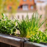 Quelles plantes dans le mesclun ?
