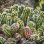 Quelles plantes pour le sud de la France ?