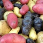 Quelles pommes de terre pour quel usage ?