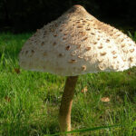 Quelles sont les amanites comestibles ?