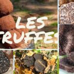 Quelles sont les caractéristiques des truffes ?