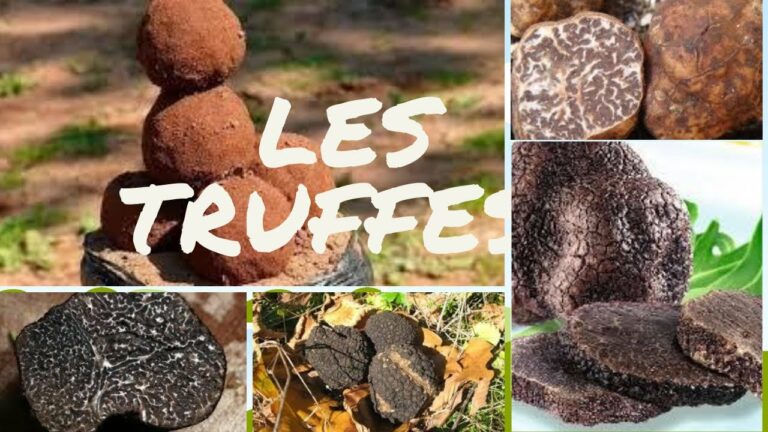 Quelles sont les caractéristiques des truffes ?