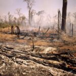 Quelles sont les conséquences de l'huile de palme ?