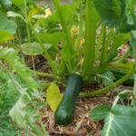 Quelles sont les courgettes coureuses ?
