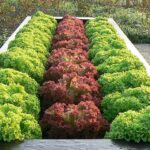 Quelles sont les différentes chanterelles ?