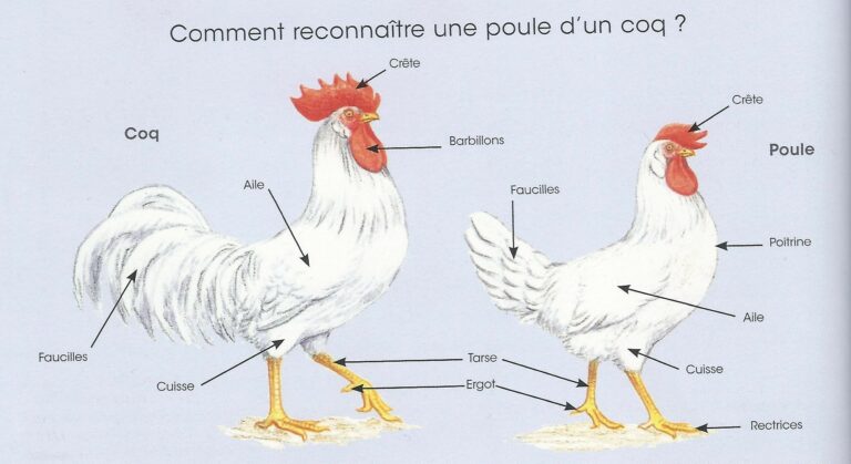Quelles sont les différentes parties du poulet ?