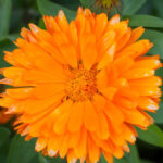 Quelles sont les fleurs de couleur orange ?