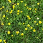 Quelles sont les fleurs jaunes dans les champs ?