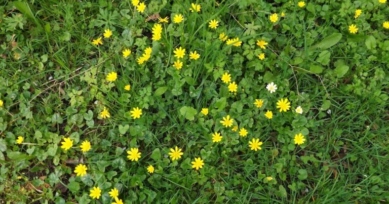 Quelles sont les fleurs jaunes dans les champs ?