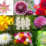 Quelles sont les fleurs les plus connus ?