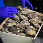Quelles sont les huîtres les moins salées ?