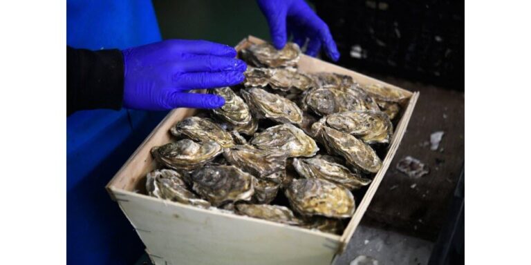 Quelles sont les huîtres les moins salées ?