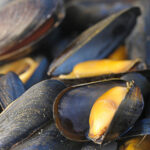 Quelles sont les meilleures moules ?