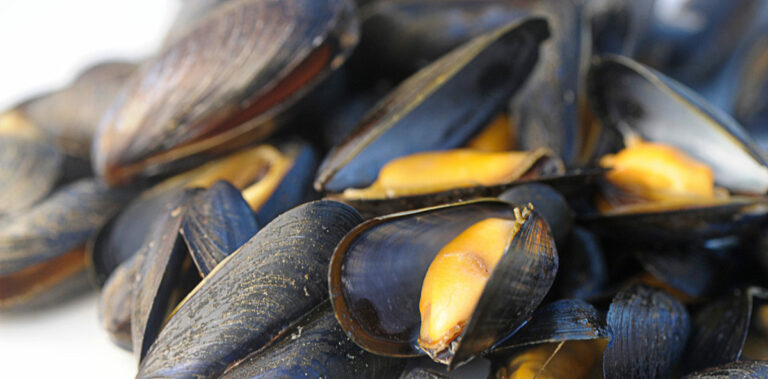 Quelles sont les meilleures moules ? Quelles sont les meilleures moules ?