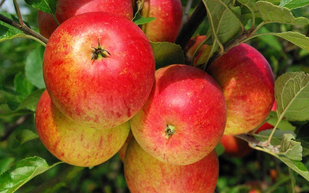 Quelles sont les meilleures pommes pour faire de la compote ?