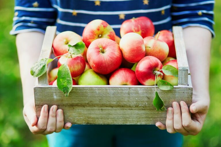 Quelles sont les meilleures pommes pour la santé ? Quelles sont les meilleures pommes pour la santé ?