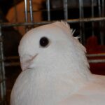 Quelles sont les meilleures races de pigeons ?