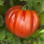Quelles sont les meilleures tomates anciennes ?