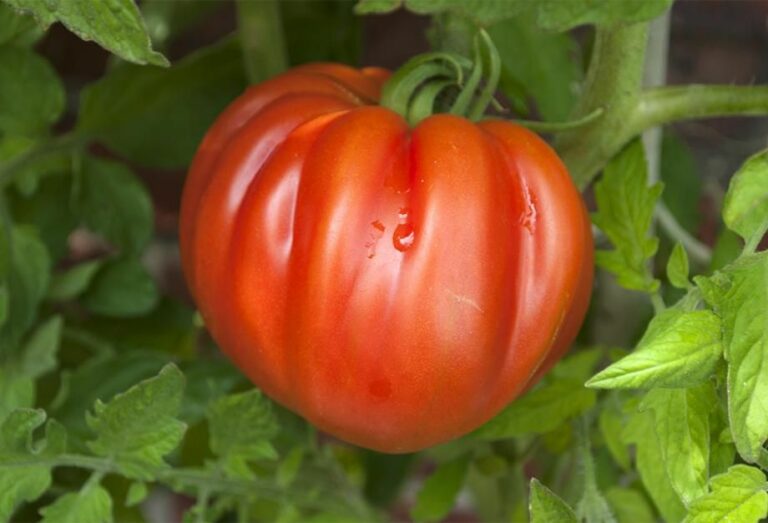 Quelles sont les meilleures tomates anciennes ?