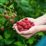 Quelles sont les meilleures variétés de framboises ?
