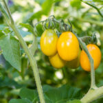 Quelles sont les meilleures variétés de tomates cerises ?