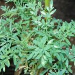 Quelles sont les plantes à éviter en cas d'hypertension ?