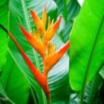 Quelles sont les plantes exotiques ?