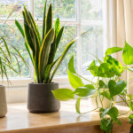 Quelles sont les plantes tropicales ?