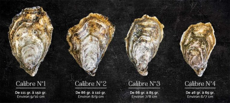 Quelles sont les plus grosses huîtres ? Quelles sont les plus grosses huîtres ?