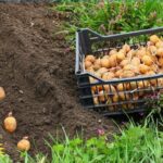 Quelles sont les pommes de terre les plus précoces ?