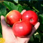 Quelles sont les pommes qui ont le plus de goût ?