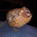 Quelles sont les races de cailles ?