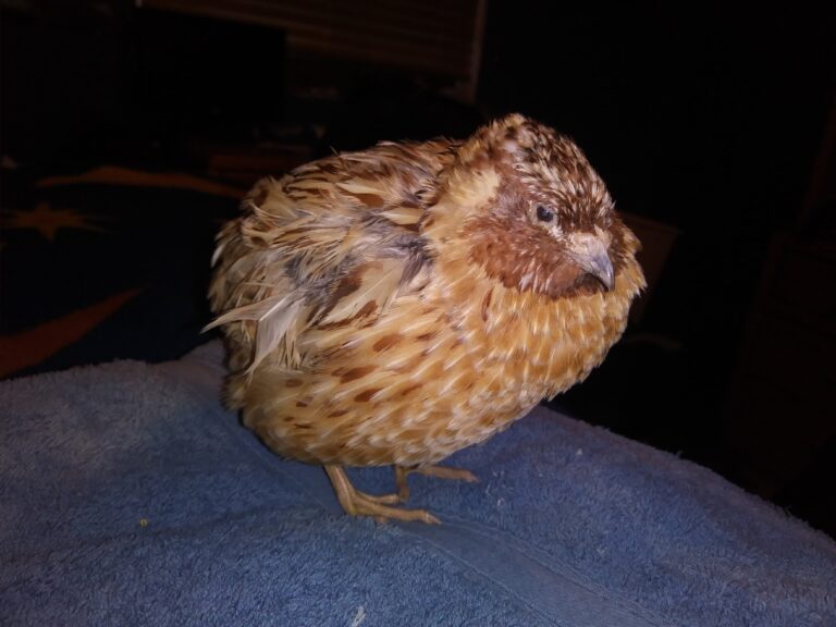 Quelles sont les races de cailles ?