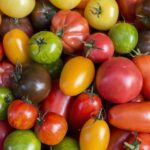 Quelles sont les variétés de tomates les plus productives ?