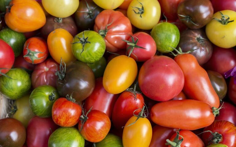 Quelles sont les variétés de tomates les plus productives ?