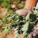 Quelles sont les vertus de l'acacia ?