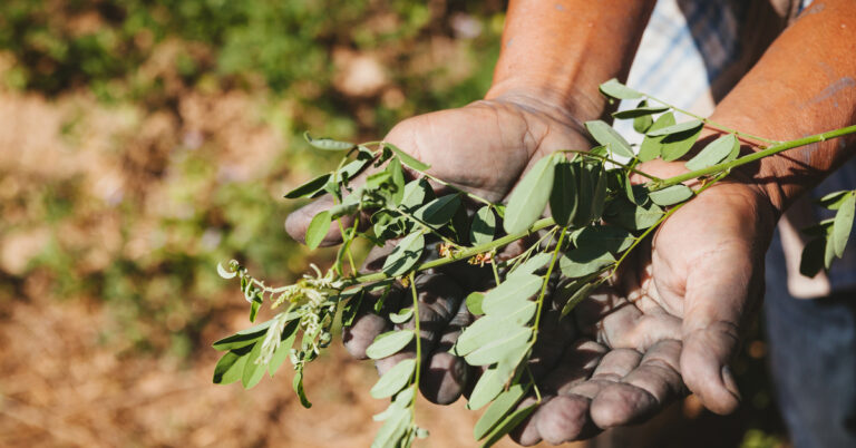 Quelles sont les vertus de l'acacia ?