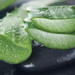 Quelles sont les vertus de l'hydromel ?