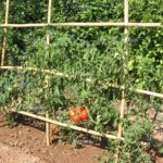 Quelles tomates planter pour faire des salades ?