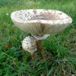 Quels champignons Peut-on manger crus ?