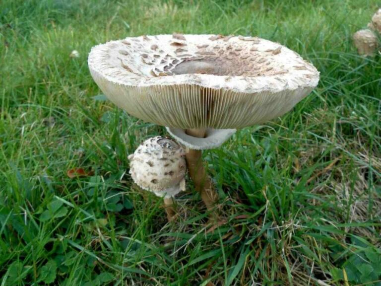 Quels champignons Peut-on manger crus ? Quels champignons Peut-on manger crus ?