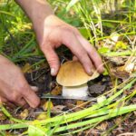 Quels champignons dans les prés ?