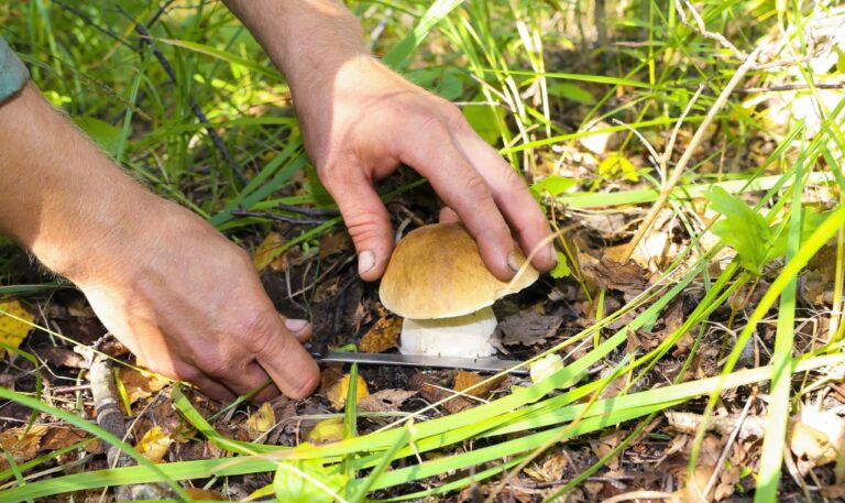 Quels champignons dans les prés ?