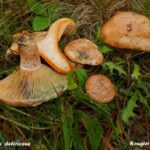 Quels champignons en novembre ?