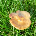 Quels champignons poussent dans les pelouses ?